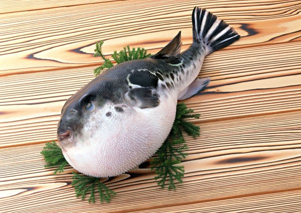 河豚魚