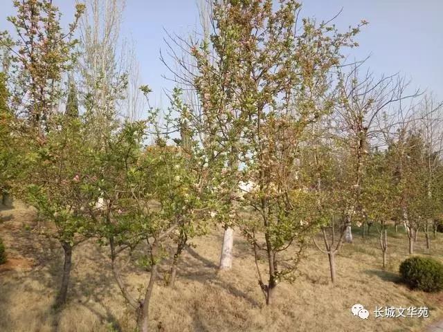 又是一年春來到，長城文華花苑邀您賞春洗肺(圖3)