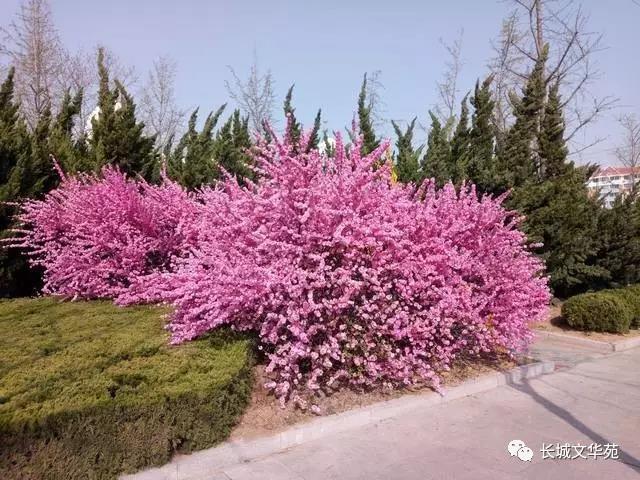 又是一年春來到，長城文華花苑邀您賞春洗肺(圖5)